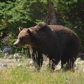 Grizzly Bear