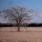 Ice tree