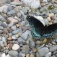 Pelee Island Butterfly