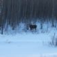 A moose in the snow