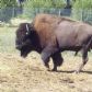 Captive Buffalo