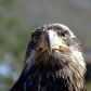 Kev the Bald Eagle