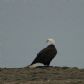 Bald Eagle, English Bay